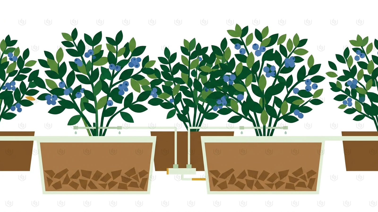 Commercial Blueberry Substrate: Balancing Low EC Coir Pith and Husk Chips for Acidic, Multi-Year Container Crops